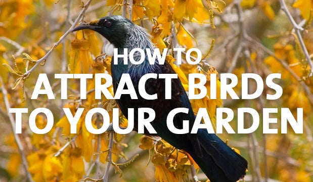 attract birds to your garden