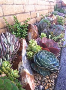 cacti and succulents