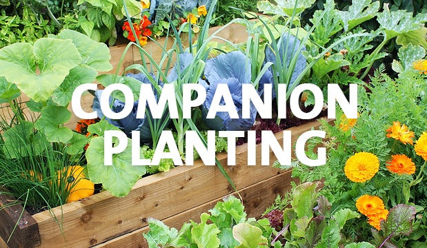 Nz Vegetable Gardening Books
