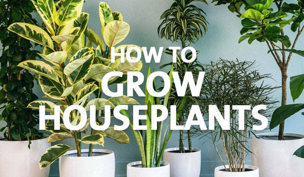 How to Grow Houseplants - Palmers Garden Centre