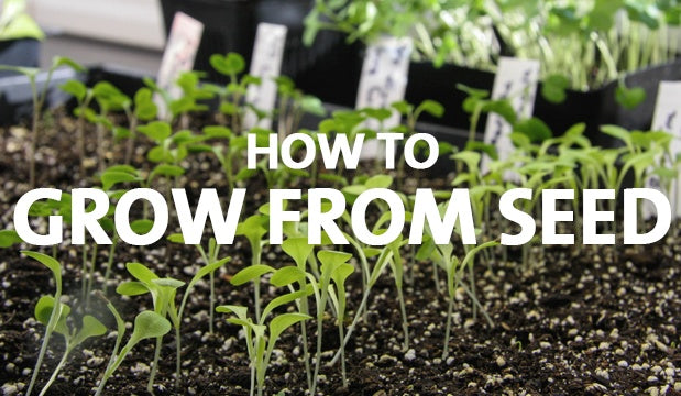 Top 25 when to plant seedlings 8 How to Grow from Seed
