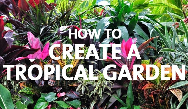 How to Create a Tropical Garden - Palmers Garden Centre
