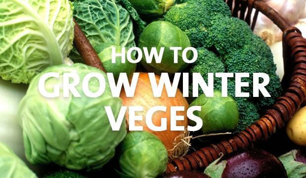 How to Grow Winter Veges