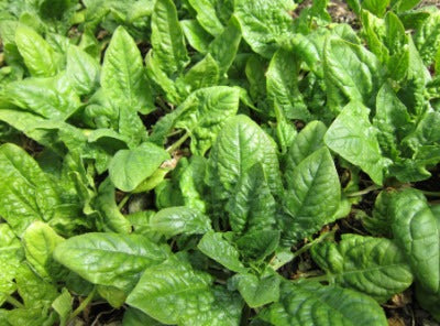 List of 10+ Vegetable plants that grow in shade 3 Shade Loving Veges - Palmers Garden Centre
