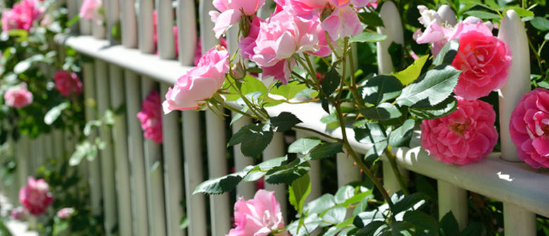 how to prune roses