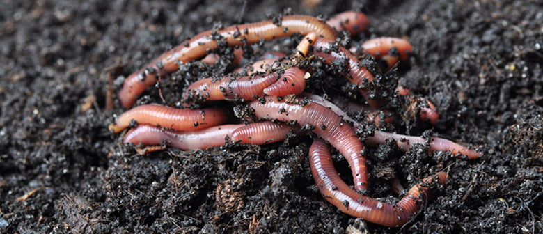 start a worm farm