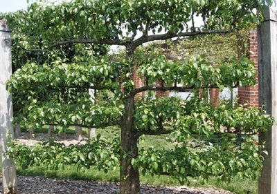 O que é uma boa árvore frutífera para heding