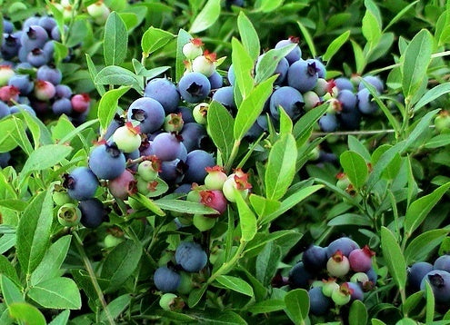 How to Grow Blueberries - Palmers Garden Centre