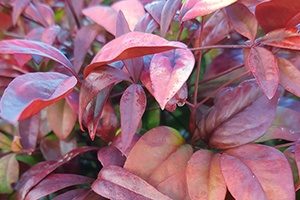Fabulous Foliage Winter Garden Colour Palmers Garden Centre