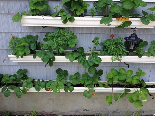 Short on space? Plant your strawberries here - Palmers Garden Centre