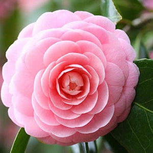 Top 9 Do camellias like sun or shade 4 Camellias: Varieties, Choice and Care