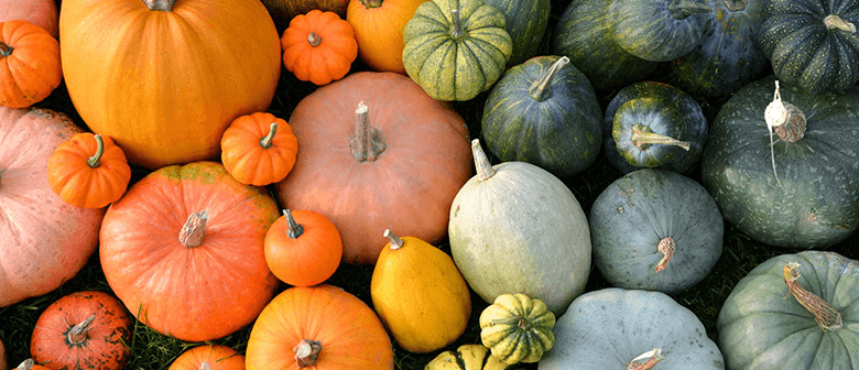 How to Grow Pumpkin - Palmers Garden Centre