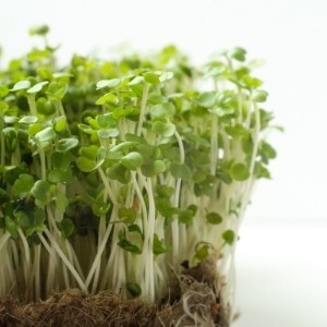 5000 Mizuna Seeds ~ Japanese Salad Greens ~ Exotic Garden Vegetable ~ Annual