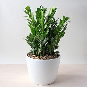 The Best Houseplants For Your Bathroom Palmers Garden Centre - Indoor Plants For Bathroom Nz