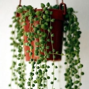 How to Care for String of Pearls and Chain of Hearts