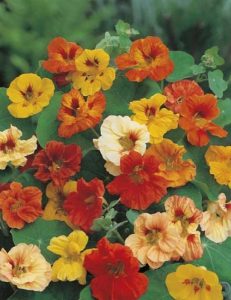 Nasturtium