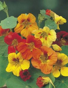 Nasturtium